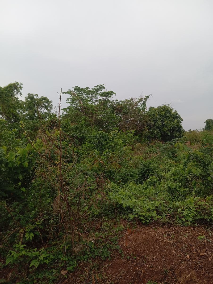 4 plots of land